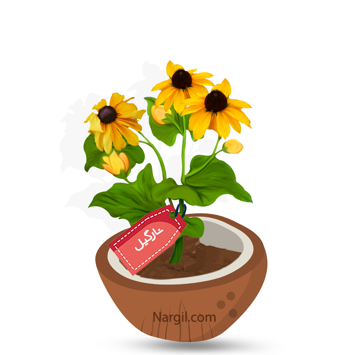  Nargil - Orange Coneflower